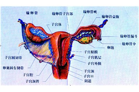 女阴